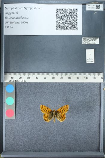 Media type: image;   Entomology 152661